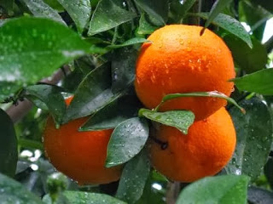 Το Top Ten των αιθέριων ελαίων - #10 Πορτοκάλι