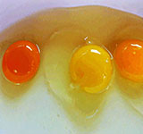 Μυστικό! Πώς θα Αναγνωρίσετε αν ένα Αυγό είναι Υγιεινό και Βιολογικό