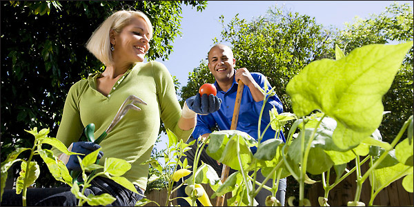 Κηπουρική τον Σεπτέμβριο: Τι να φυτέψω;