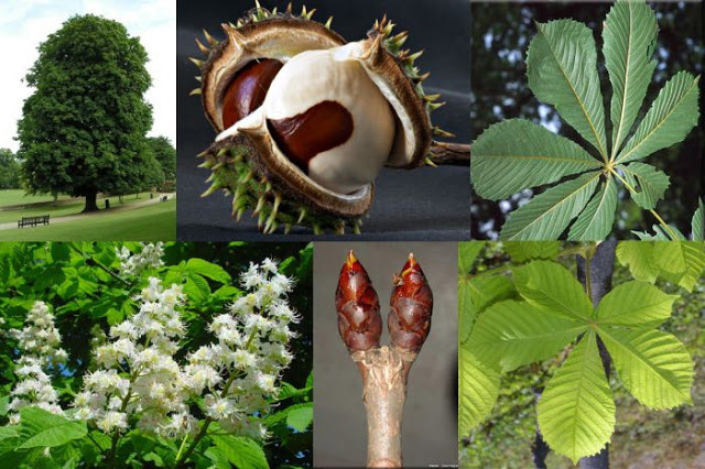 Αγριοκαστανιά: Ένα βότανο θαύμα για τους κιρσούς, τα αγγεία, τη φλεβίτιδα και τις αιμορροΐδες!
