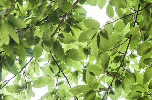 «Θαυματουργά» τα φύλλα καστανιάς κατά της γήρανσης