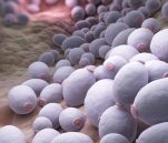 Μύκητες γεννητικών οργάνων: 6 βότανα για φυσική αντιμετώπιση (εικόνες)