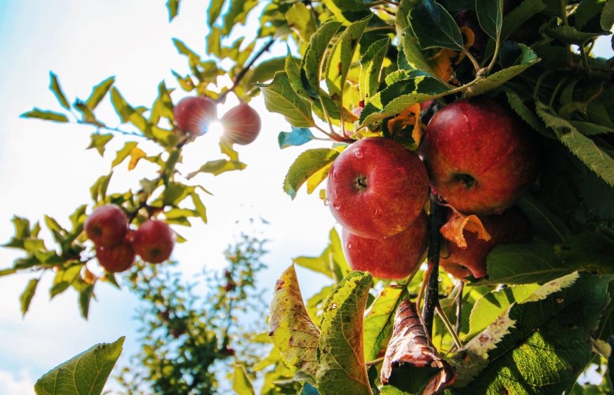 Μπορεί άραγε το μηλόξυδο να βοηθήσει στην απώλεια βάρους; - bsquare.es