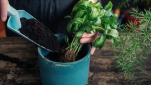 6 φυτά για το μπαλκόνι σου που απωθούν τα κουνούπια