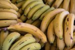 Ώριμη ή άγουρη μπανάνα. Ποια τρέχει καλύτερα τον μεταβολισμό και ποιά είναι η πιο υγιεινή.
