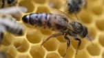 Πως η εμμονή με το γάλα αμυγδάλου σκοτώνει τις μέλισσες