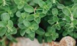 Μαντζουράνα: Το αρωματικό φυτό με την αντικαρκινική δράση