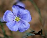 Το φυτό με το «πιο μπλε λουλούδι της φύσης» που δεν σε αφήνει να… γεράσεις!