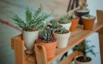 Υγρασία στο σπίτι: 5 φυτά που την ρίχνουν κατακόρυφα