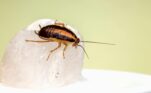 Ποτέ ξανά κατσαρίδες στο σπίτι: Αυτά τα 2 υλικά είναι ο απόλυτος «εφιάλτης» τους