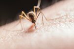 Φωλιά κουνουπιών στο σπίτι την Άνοιξη: Που να την βρείτε πως να την αναγνωρίσετε και πως να απαλλαγείτε οριστικά